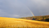 Fototapeta Tęcza - rainbow over cornfield