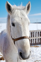 Poster - head white horse