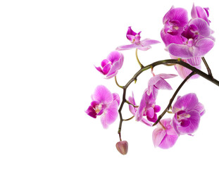 Poster - orchid isolated on white