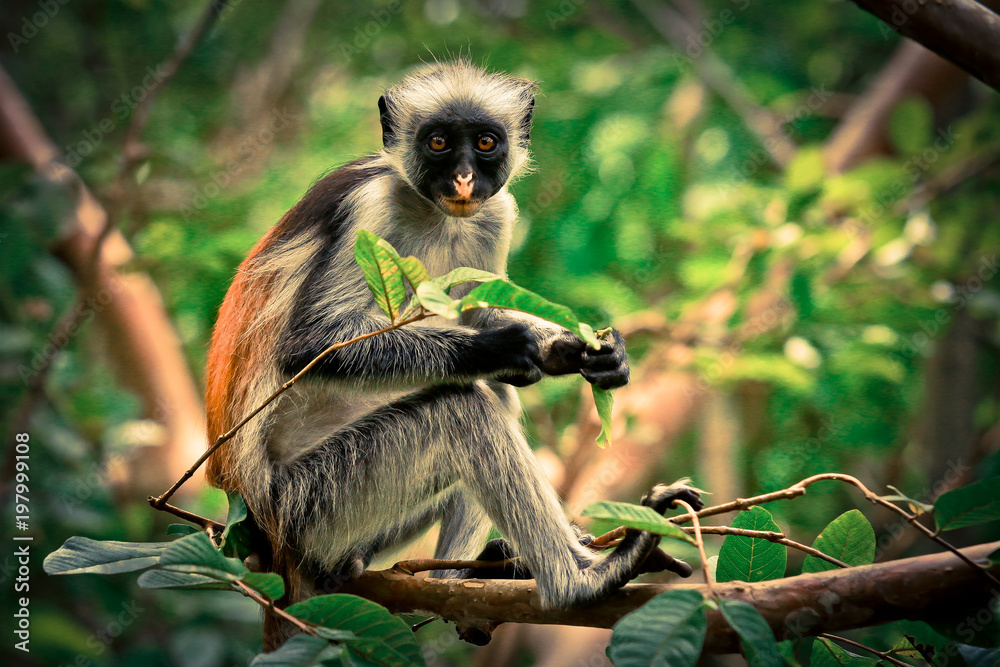 Colobus Monkey eating Leaves, Tanzania - obrazy, fototapety, plakaty 