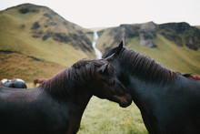 beautiful black horses and majestic icelandic landscape, fjadrargljufur