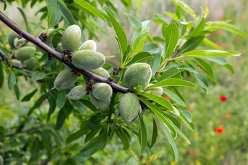 Unripe almonds on almond tree. Sunny spring day in Greece.