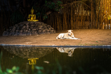 beautiful of buddha statue at wat pan tao temple is a buddhist temple (wat) in chiang mai, northern 