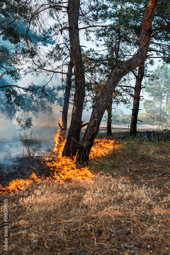 Plakat Pożar lasu. Spalone drzewa po pożarach lasów i dużo dymu