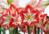 red and white amaryllis flower blooming in a natural garden