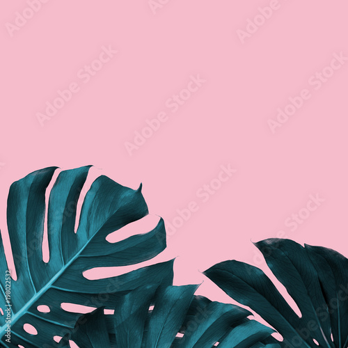 Cuadros en Lienzo Tropical Leaves of monstera on a pink duotone background