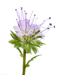 Sticker - lacy phacelia ( phacelia tanacetifolia)