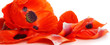 Red poppy petals on a white background.