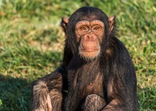 A Young Chimpanzee Close Up