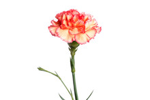 Orange Carnation On White Background, Isolate. Close-up. Copy The Space