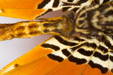 Wall Mural - butterfly wing texture, macro