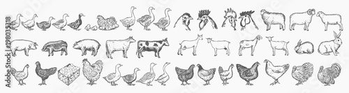 Fotomural Farm animals collection. Hand drawn big farm animals set vector
