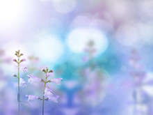 Beautiful Light Purple Flowers Blurred Background