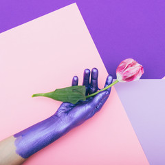 Wall Mural - pearly purple hand is holding tulip flower on colorful background. ultra violet concept. minimal