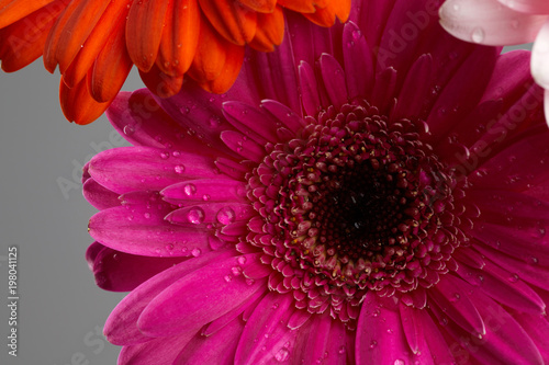 Beautiful gerbera flower