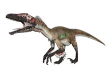 3D Rendering Dinosaur Utahraptor On White
