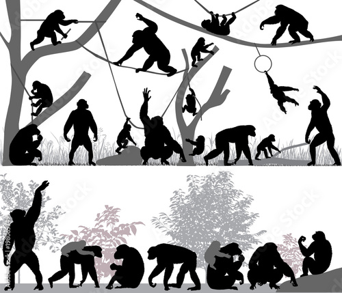 Fotografía Silhouettes of chimpanzees and its cubs outdoors