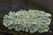 Greenshield lichen closeup