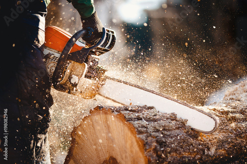 Cuadros en Lienzo Chainsaw. Woodcutter saws tree with a chainsaw on sawmill