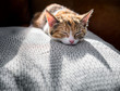 Backlit kitten sleeping on a luxurious cushion