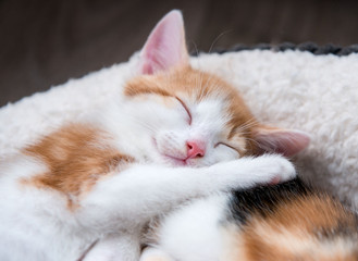 Cute kittens in a fluffy white bed