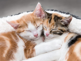 Two cute kittens in a fluffy white bed