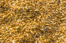 Mixture Of Different Grains, Golden Wheat Grains, Background Of Mixed Barley And Oat Seeds, Mixture Of Cereals For Animal Feed, Yellow Corn Texture