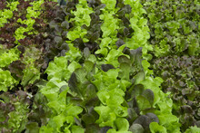 Green And Red Lettuce Seedlings, Spring Cultivation