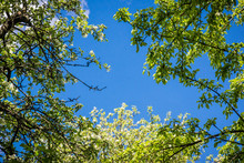 Apple Tree Branch With Flowers Spring Garden On Background Of Blue Sky - View From Below