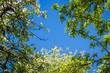 Apple tree branch with flowers spring garden on background of blue sky - view from below