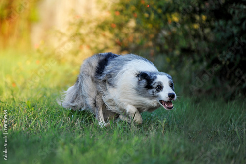 australian shepherd hunting dog