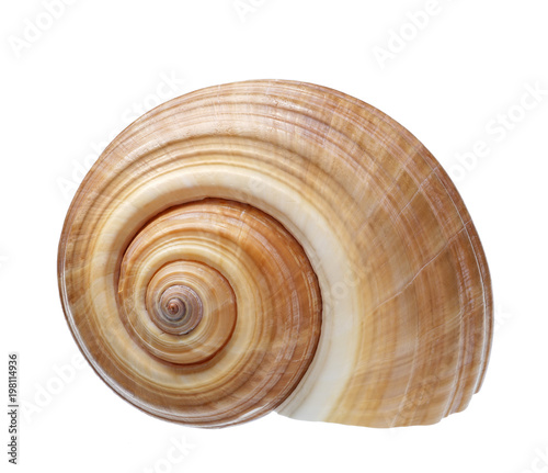 Fotomural Seashell isolated on white background