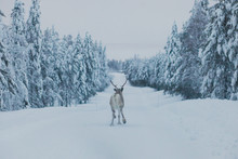 Group Herd Of Caribou Reindeers Pasturing In Snowy Landscape, Northern Finland Near Norway Border, Lapland