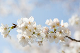 Fototapeta Kwiaty - 桜の花