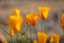 Mexican Goldpoppies Dress The Arizona Sonoran Desert In A Showy Splash Of Orange Color.