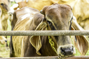 Close Up Portrait of white and brown cow and animal red calf child in green background. cows standing on the ground with farm agriculture. traditional cow in asia, cow resting, selective focus