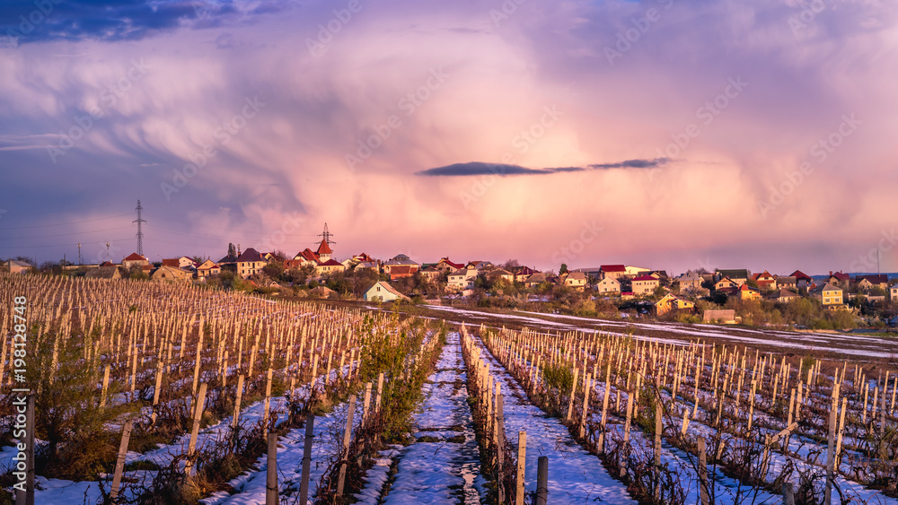 Obraz na płótnie A vineyard in snow during dawn in Chisinau, Moldova w salonie