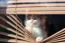 Small White Kitten In The Blinds On The Window