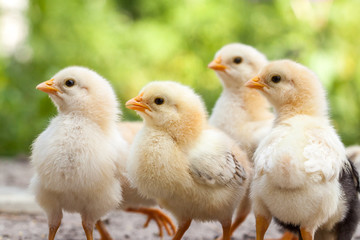 Group of baby chicks on the farm