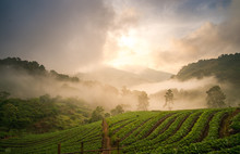 Morning Mist At Strawberry Field, Doi Ang Khang , Chiang Mai, Thailand.