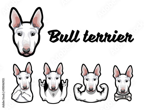 Fotografía Bull terrier with gestures