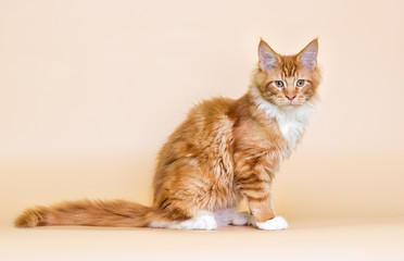 Poster - red striped Maine Coon kitten