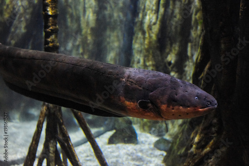 Obraz Dibond Electric eel underwater