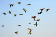 Colorful little parrots flying in the sky.