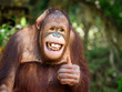 Young orangutan smiled and acted like.
