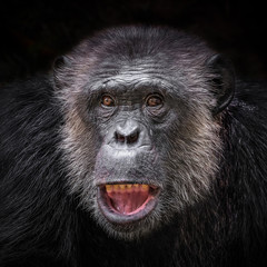 Wall Mural - The face of a chimpanzee on a black background.