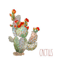 Watercolor Botanical Illustration Cactus, Isolated Object, Tropics