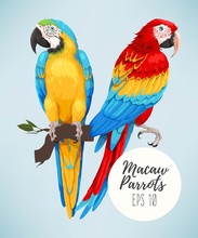 Tropical Parrots Collection