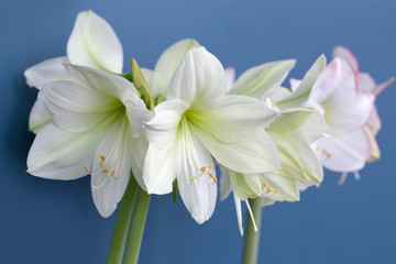 Wall Mural - Amaryllis Hippeastrum large flowering Moonlight and Picasso close up