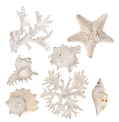 Poster - light beige sea shell animals collection